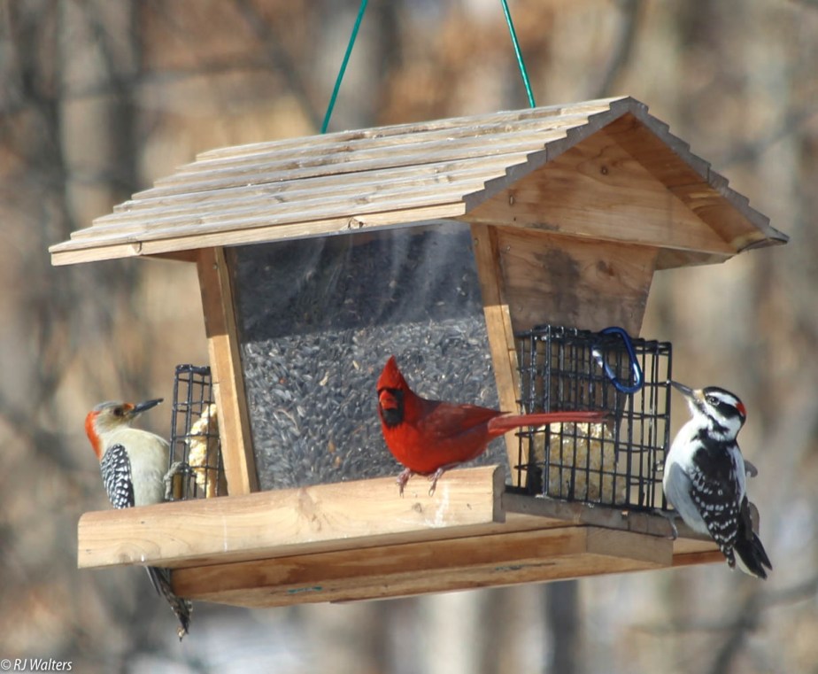 Mosaic of Life #135 – The Birds Of A&nbsp;Feather…