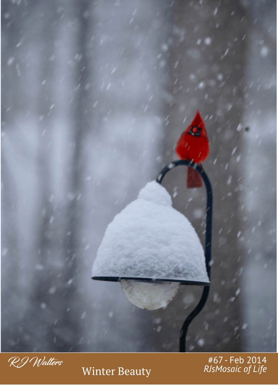 Mosaic of Life #67 – Cardinal In The Snow – (Wordless&nbsp;Wednesday)