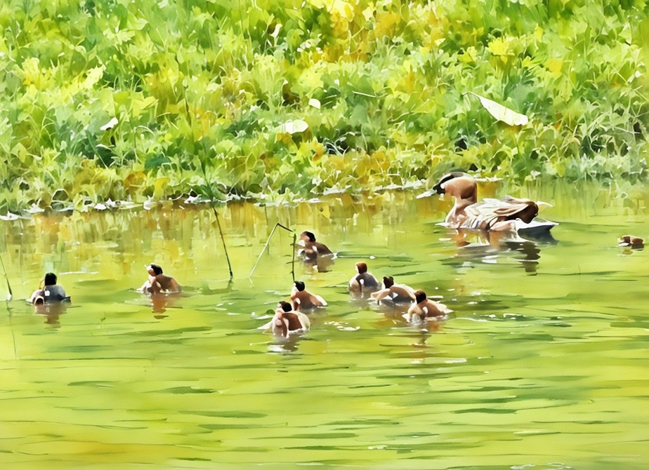 MME43 – Innocent Little Ducklings…
