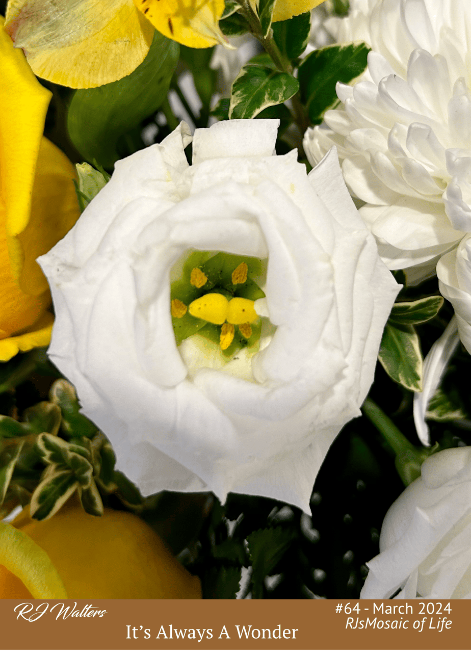 Mosaic of Life #64 – It’s Always A Wonder (Wordless&nbsp;Wednesday)
