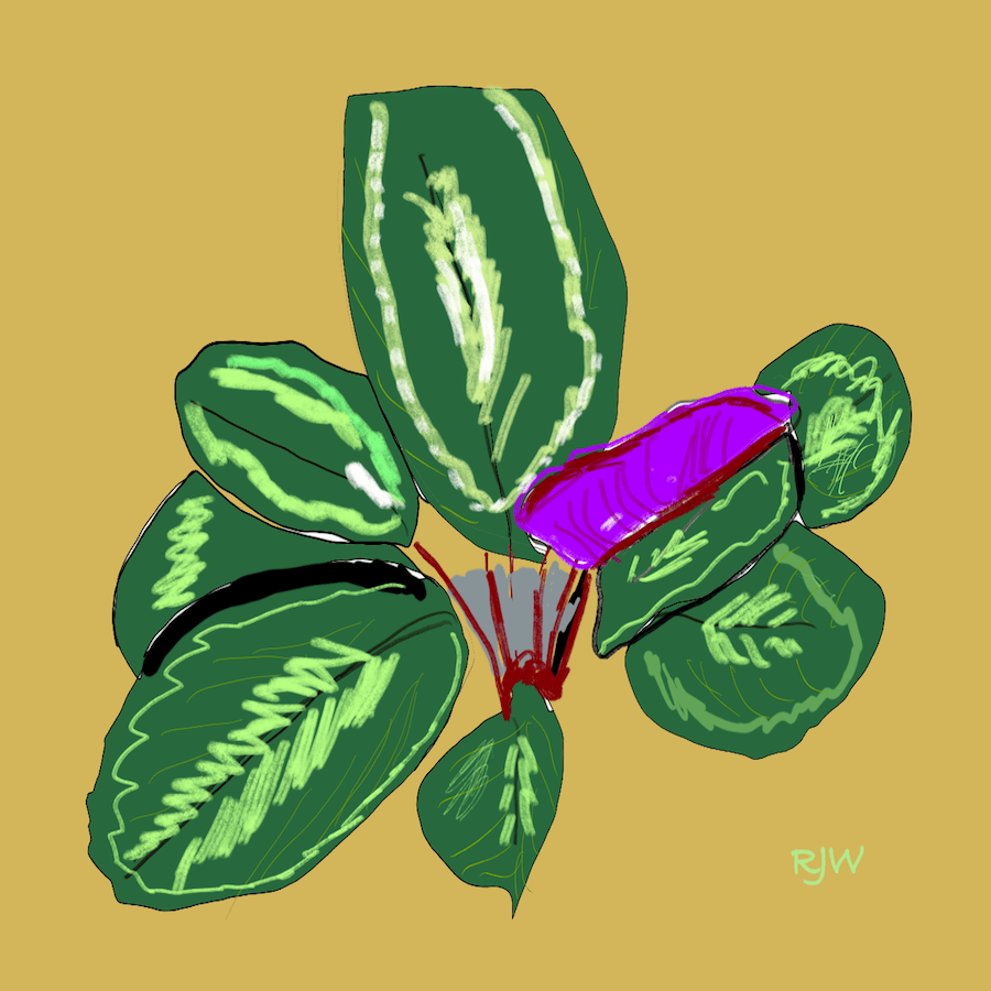 DD60 – Prayer Plant&nbsp;Friends